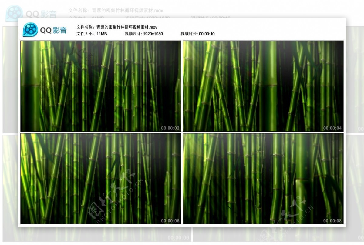 青葱的密集竹林循环视频素材