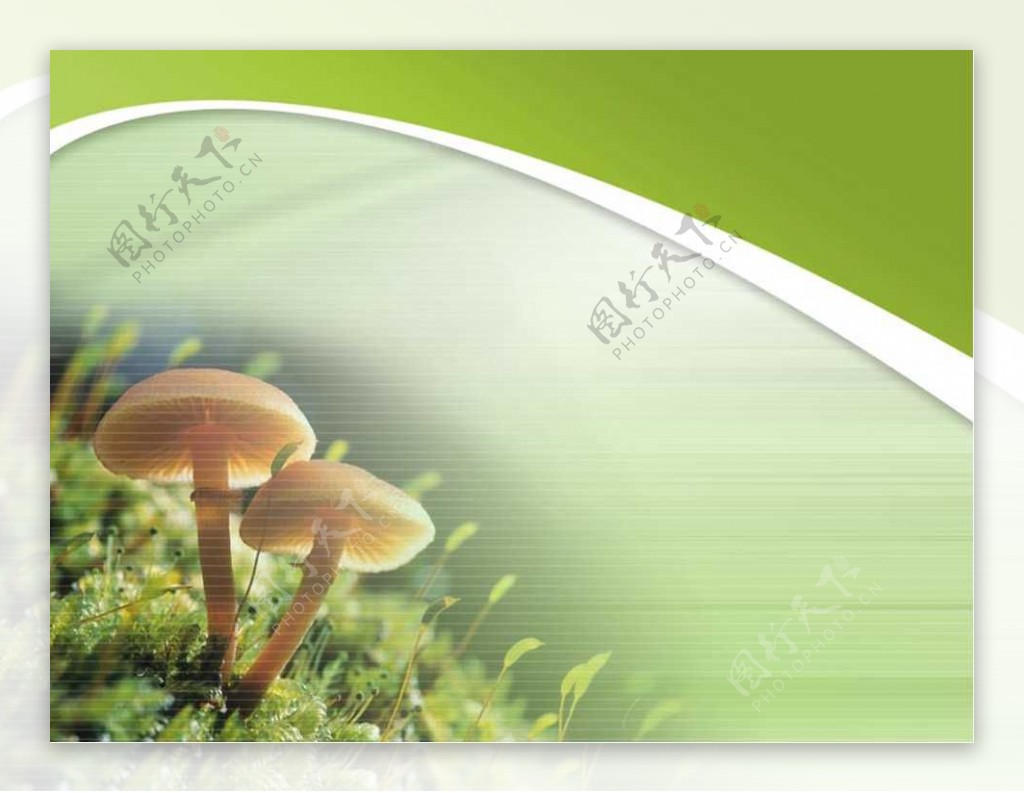 草地上的两朵蘑菇PPT模板