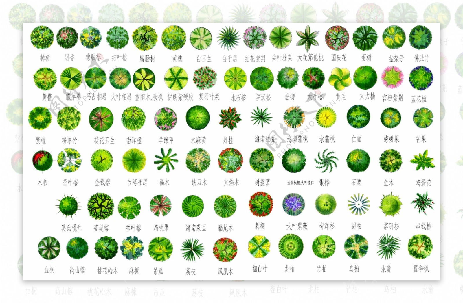 园林景观植物平面图psd素材