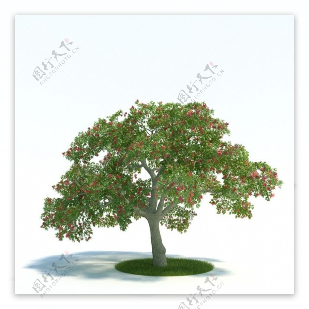 果树模型