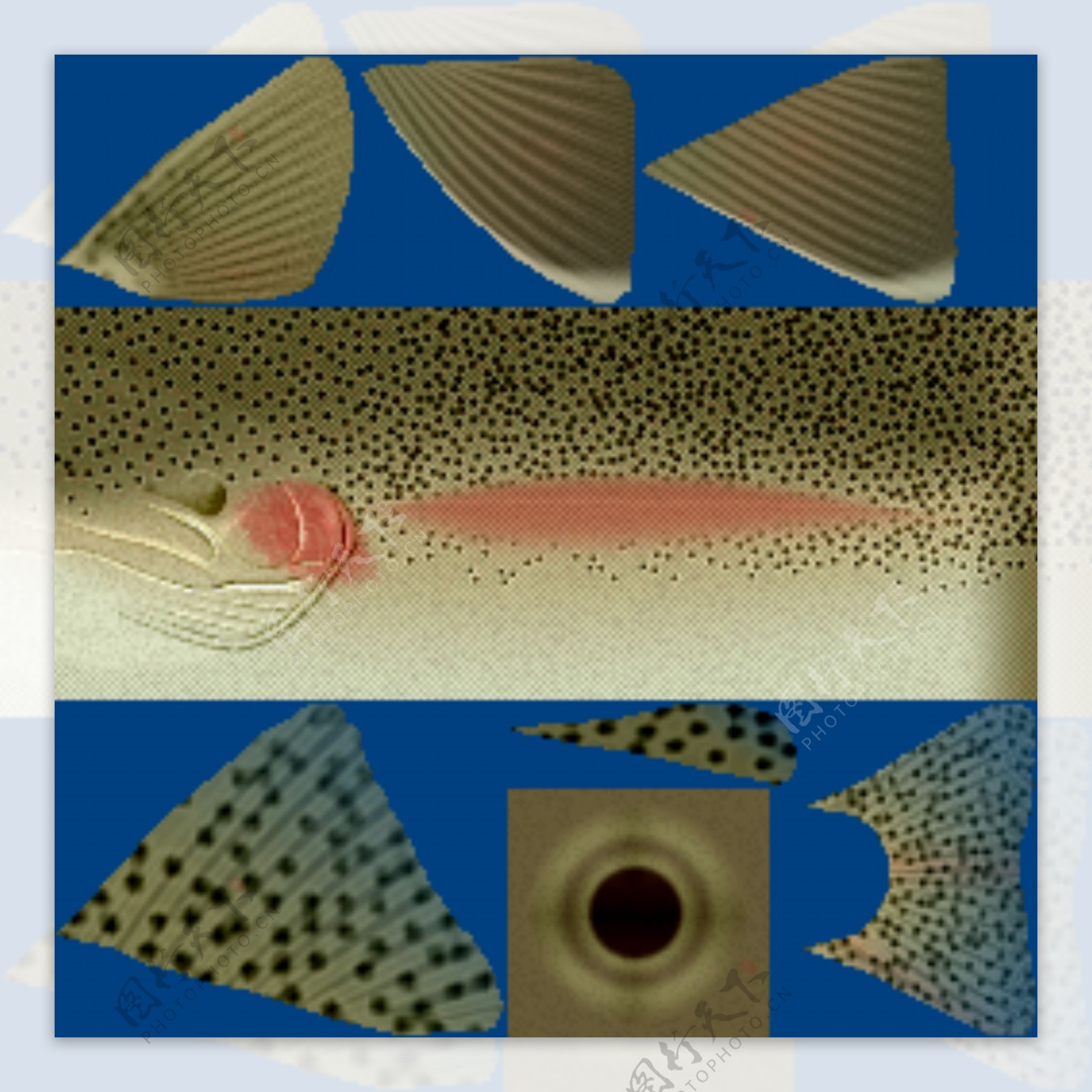 动物鱼类3d模型动植物模型免费下载动植物3d模型2