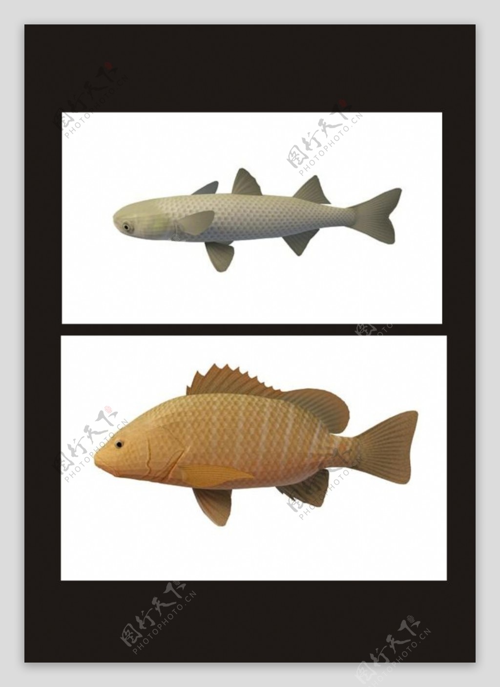 黄鱼3d模型