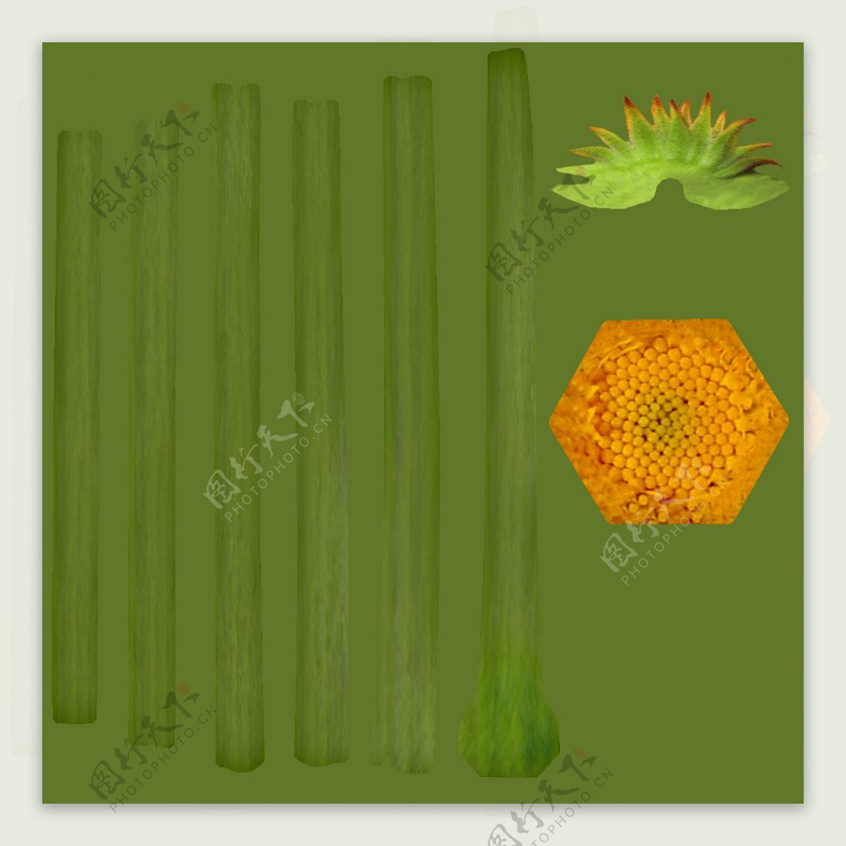 金盏菊Calendulaofficinalis011黄金盏长命菊