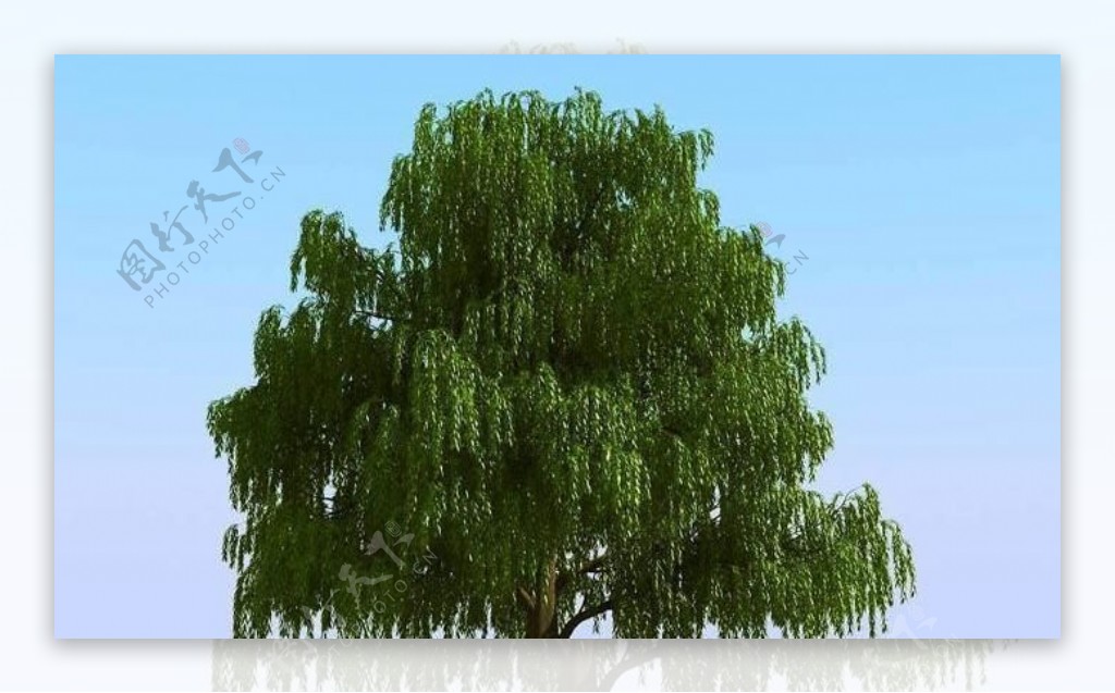 高精细杨柳树模型willow06