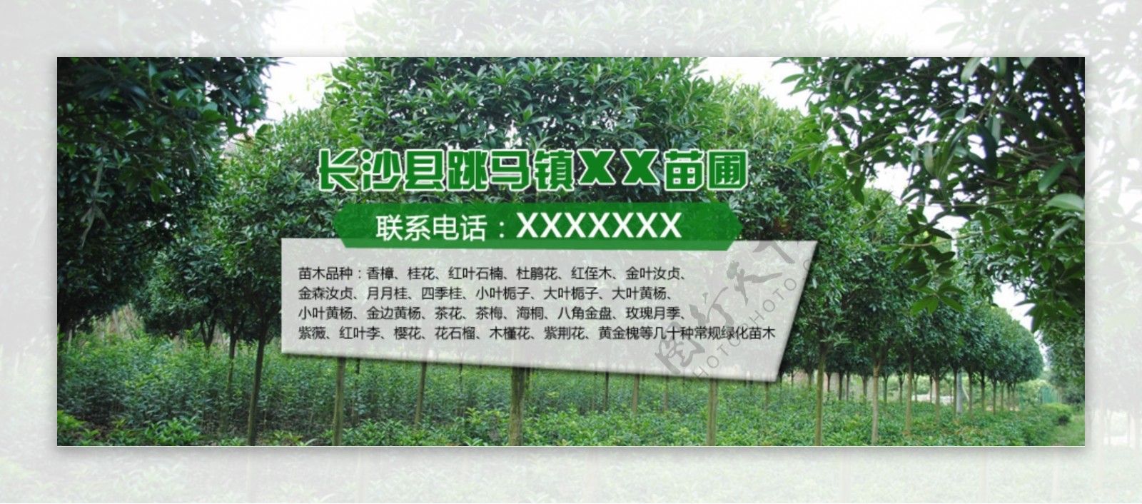 苗木网站banner