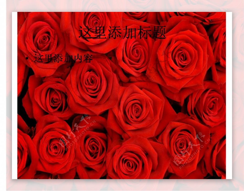 红色玫瑰花背景图片ppt