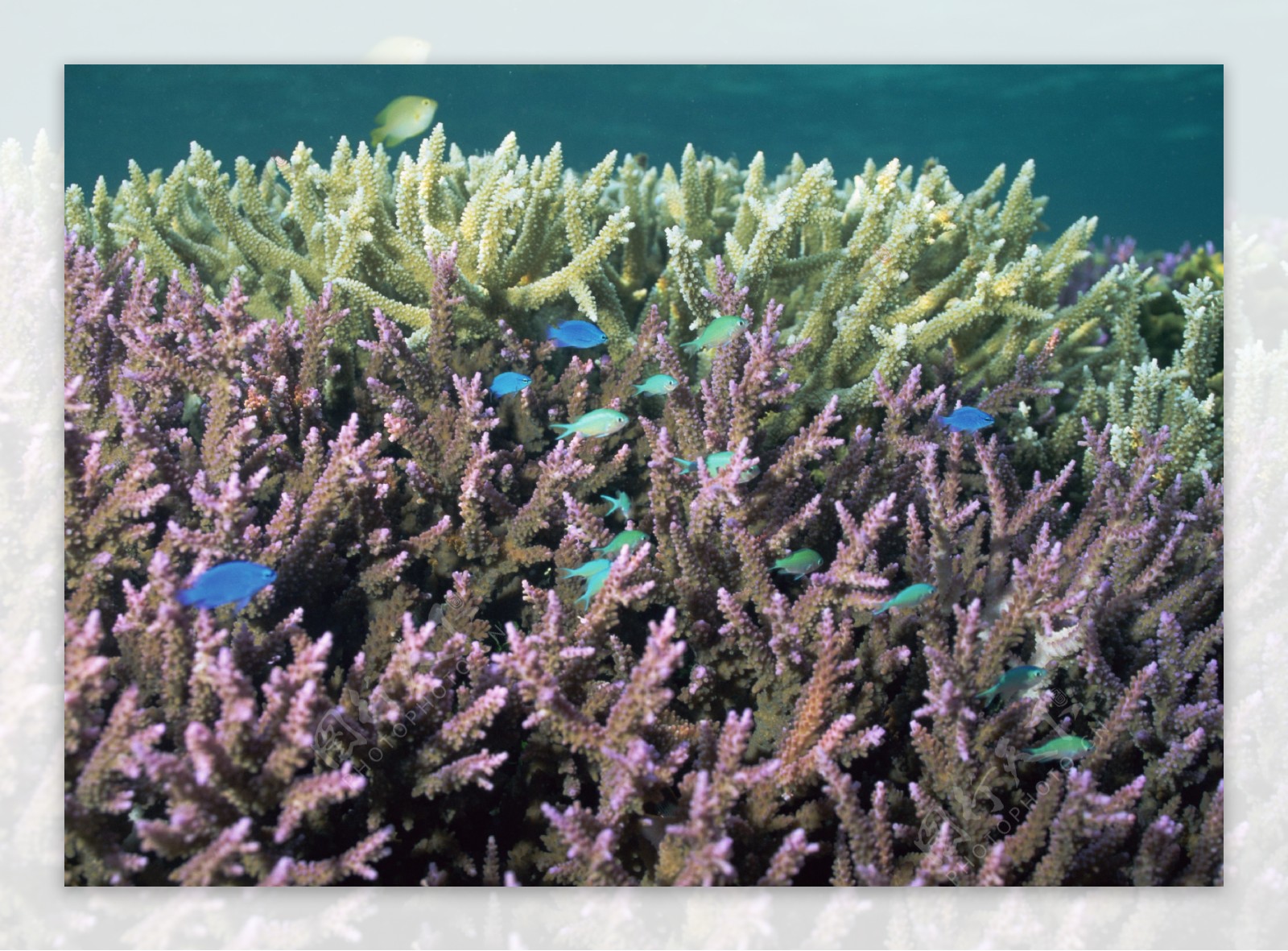 海底珊瑚图片