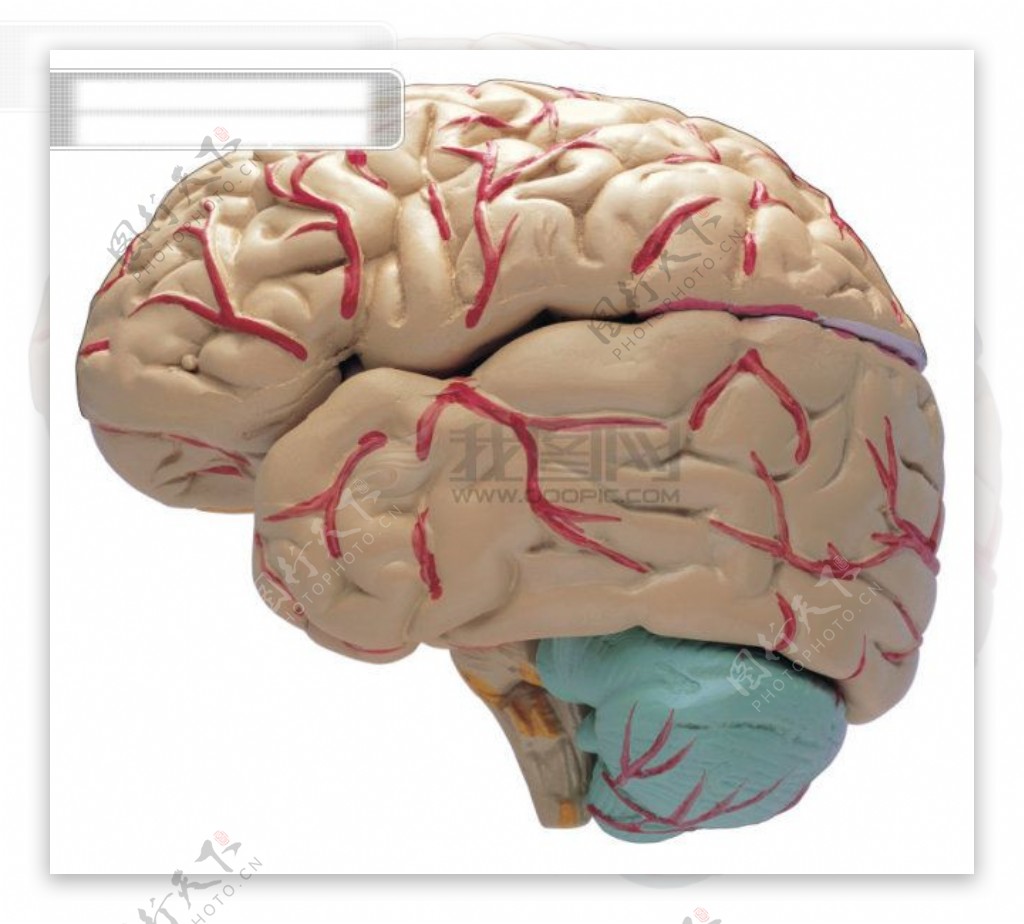人体器官大脑医学人体器官图片高清图片素材