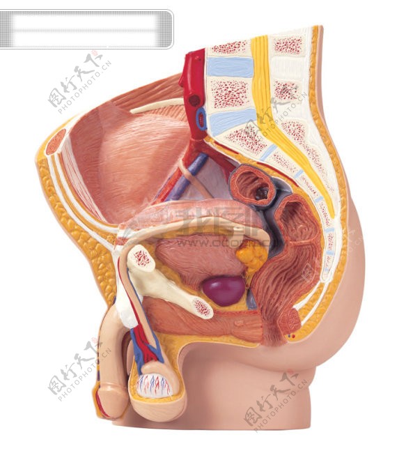 人体器官人体器官图片高清图片素材