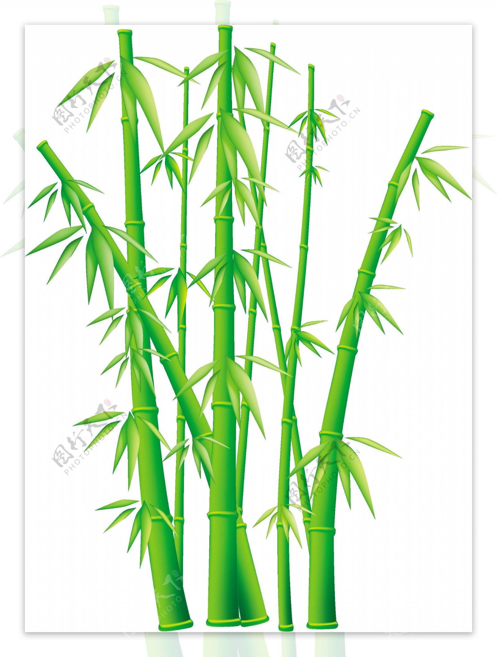 翠绿的竹子矢量图下载