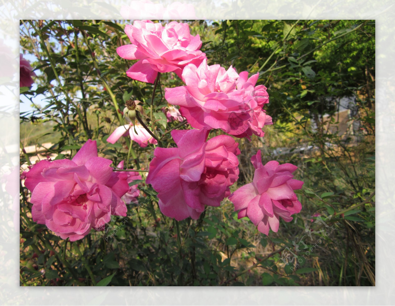 六朵粉红色玫瑰花图片