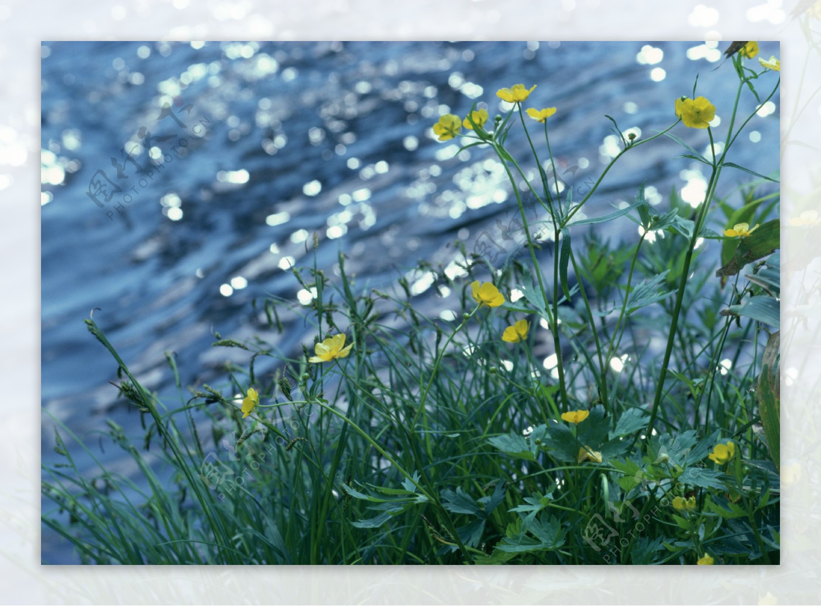 溪流花草