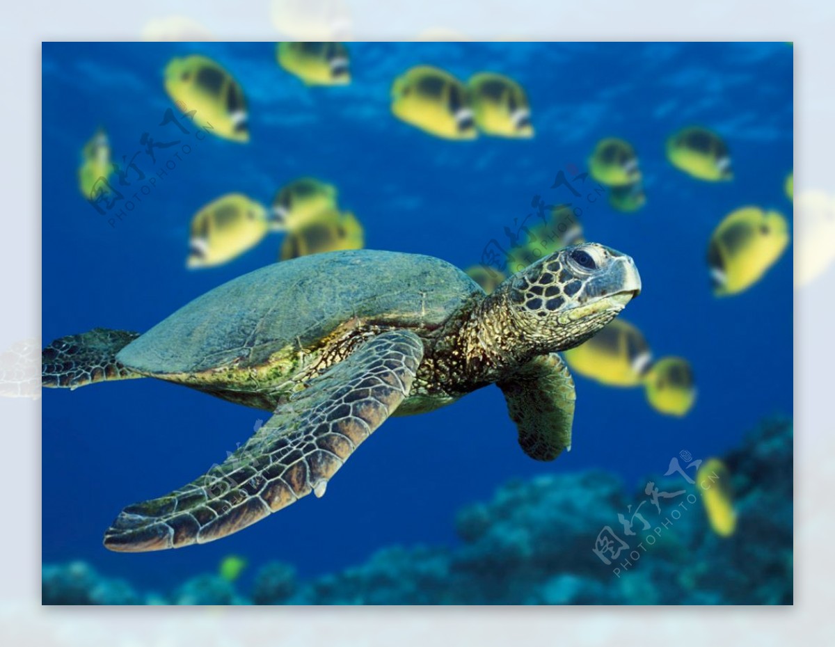 深海绿龟