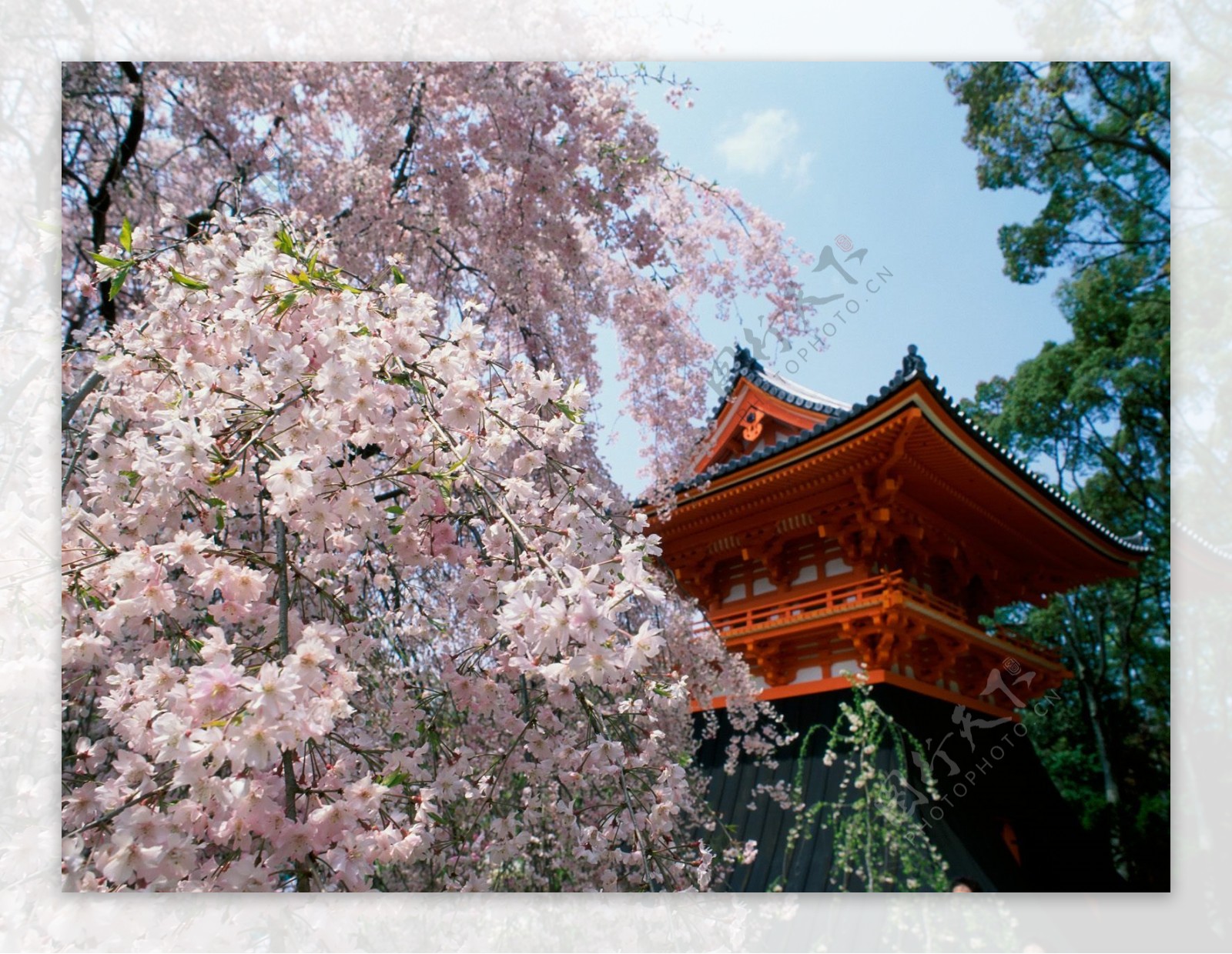 日本樱花寺庙高清图片