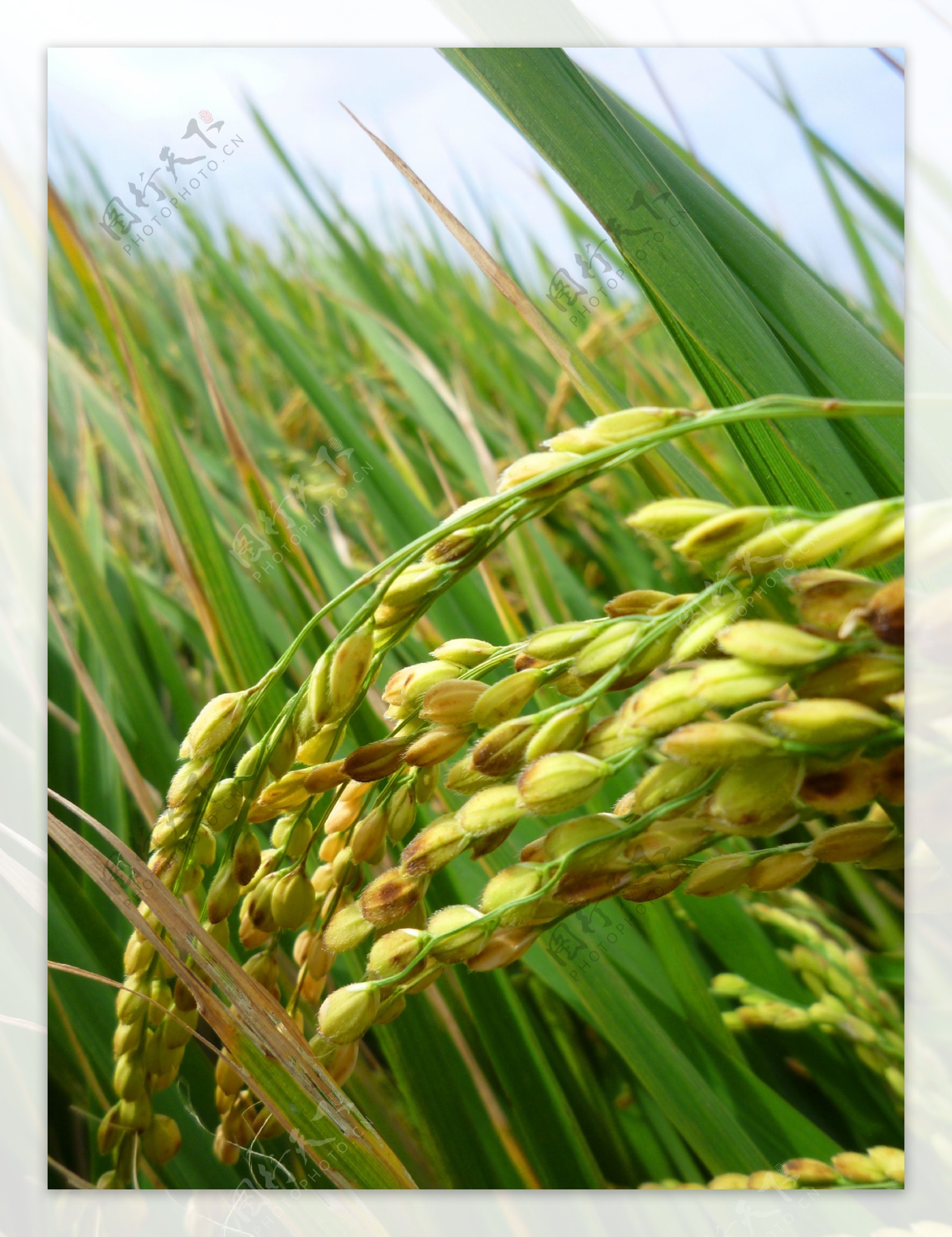 田園水稻