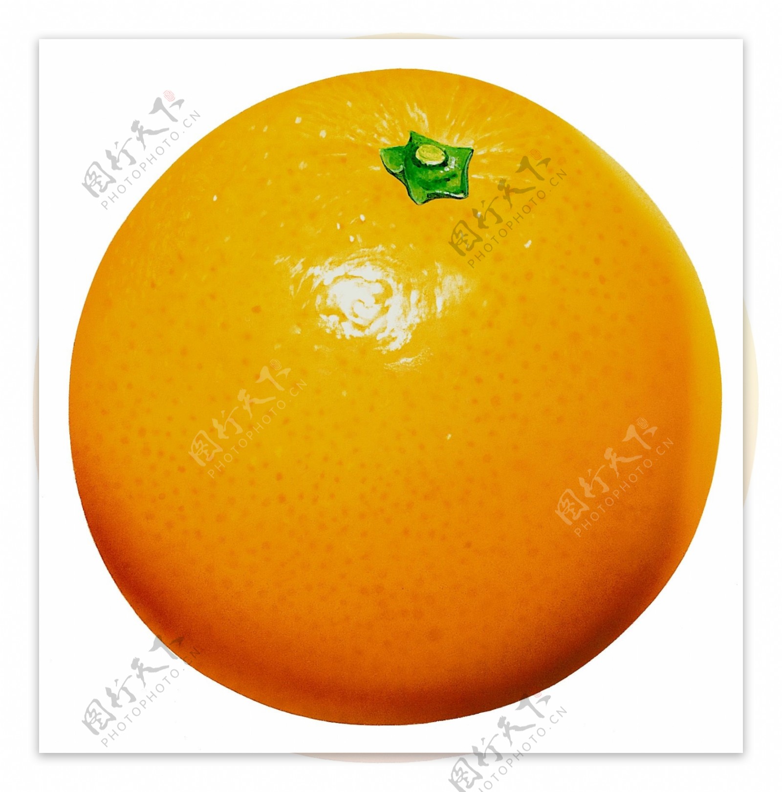 橘子标本橘子素材新鲜水果