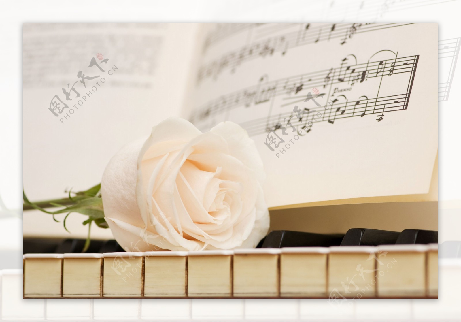怀旧音乐白玫瑰图片