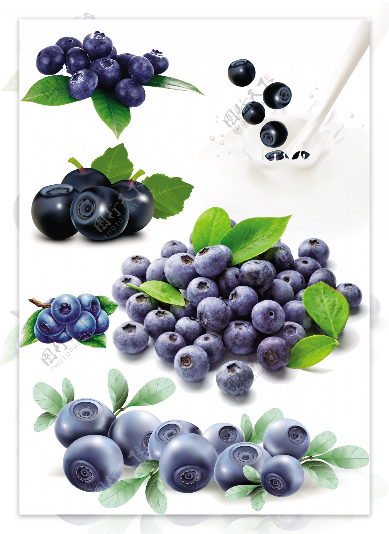 蓝莓果图片