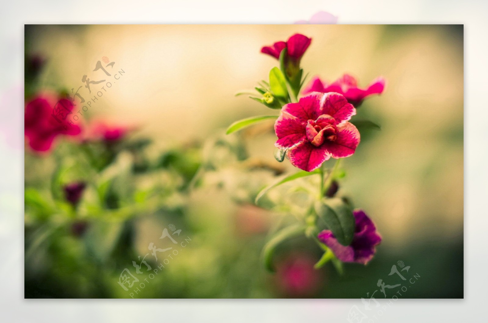 位图植物花朵写实花卉茶花免费素材