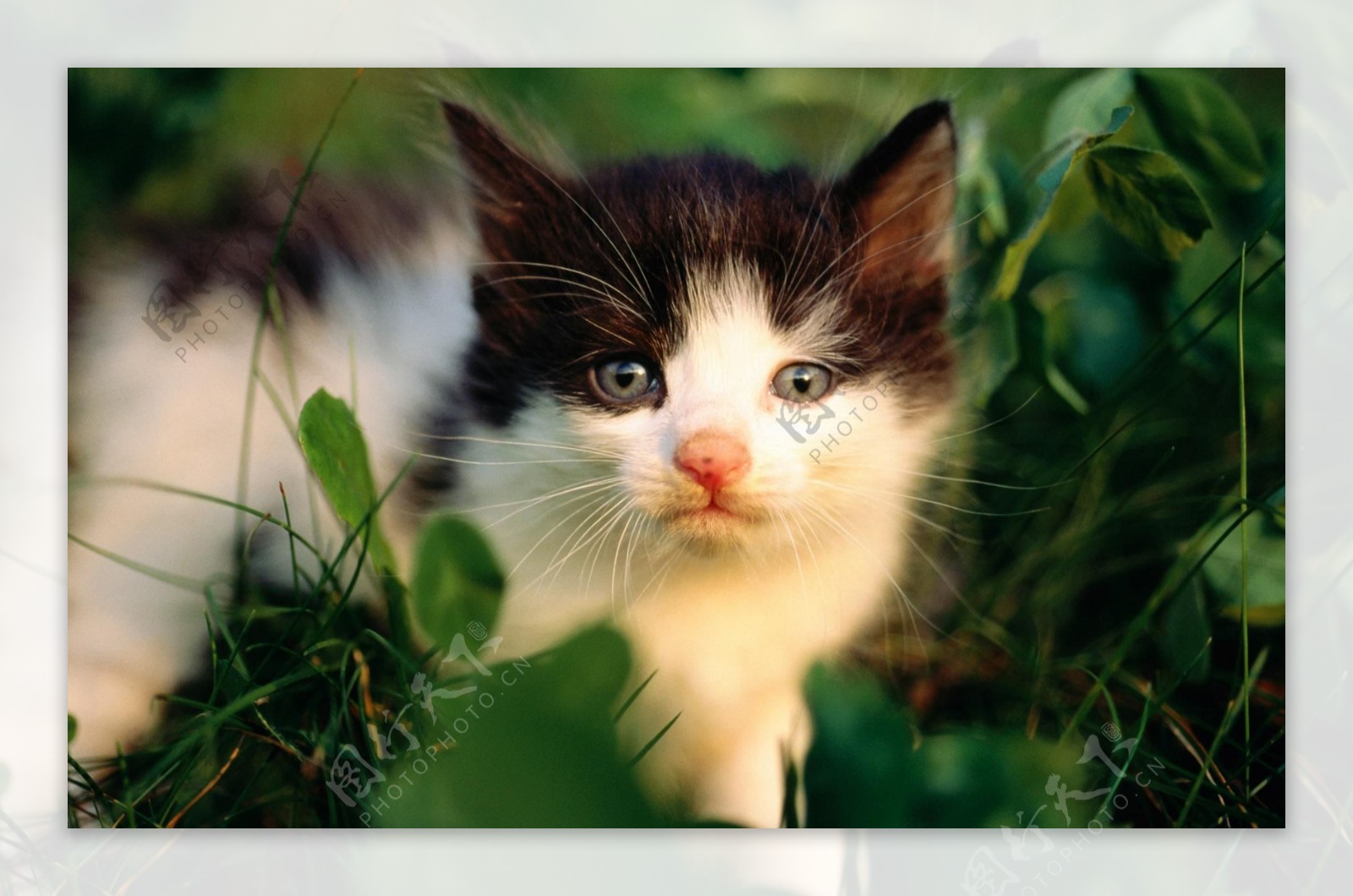 折耳小猫|摄影|宠物摄影|mango爸爸 - 原创作品 - 站酷 (ZCOOL)