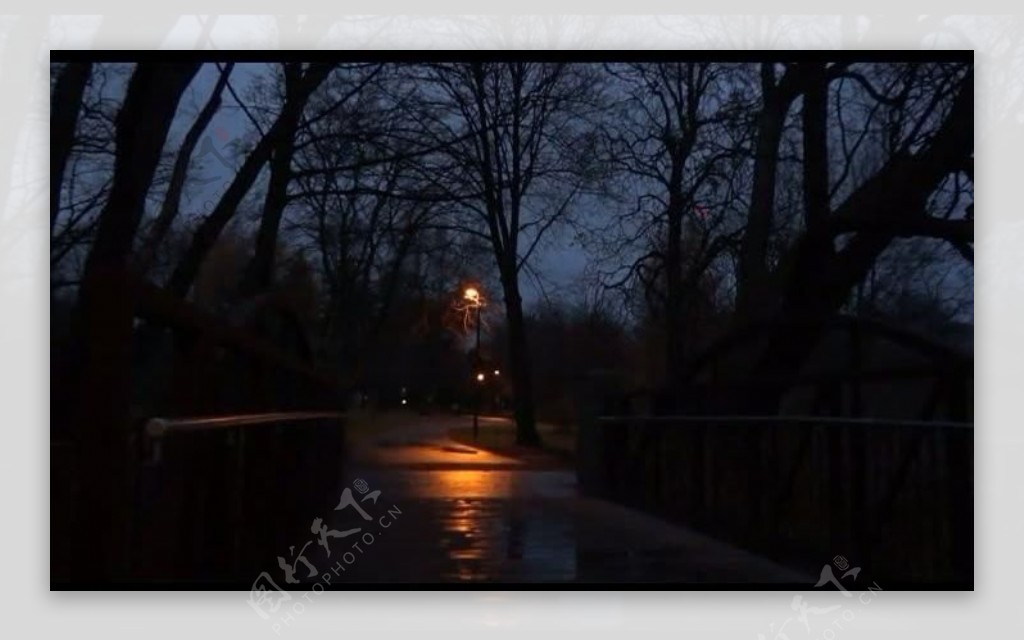 夜晚树林风景景色视频图片