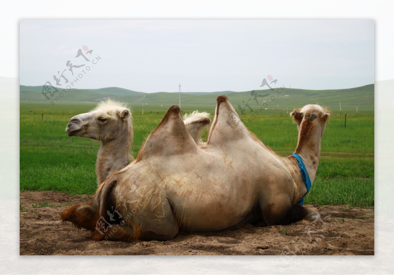 双峰骆驼图片
