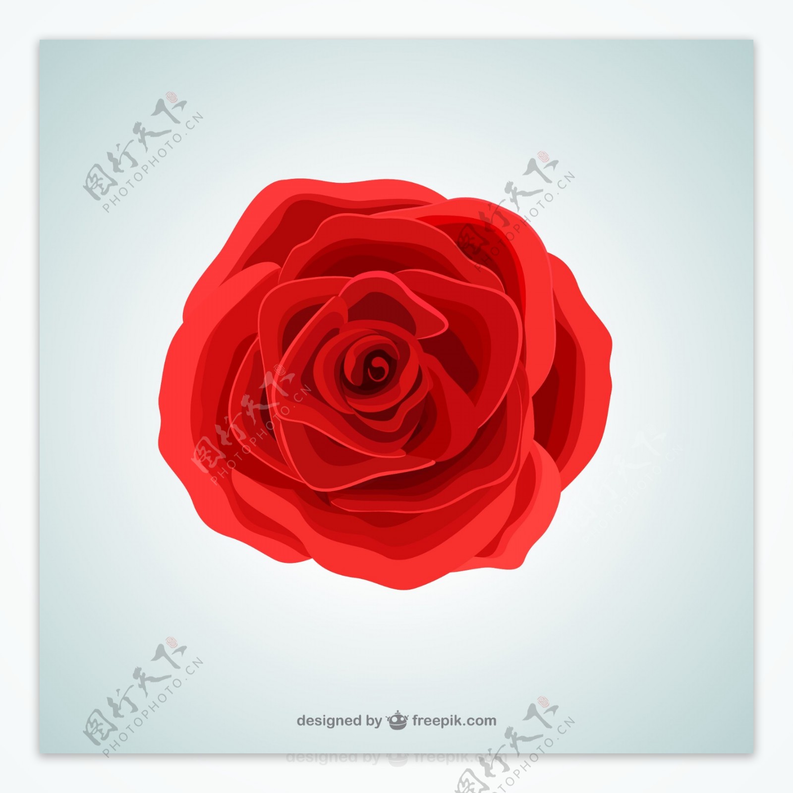 红色玫瑰花朵矢量素材