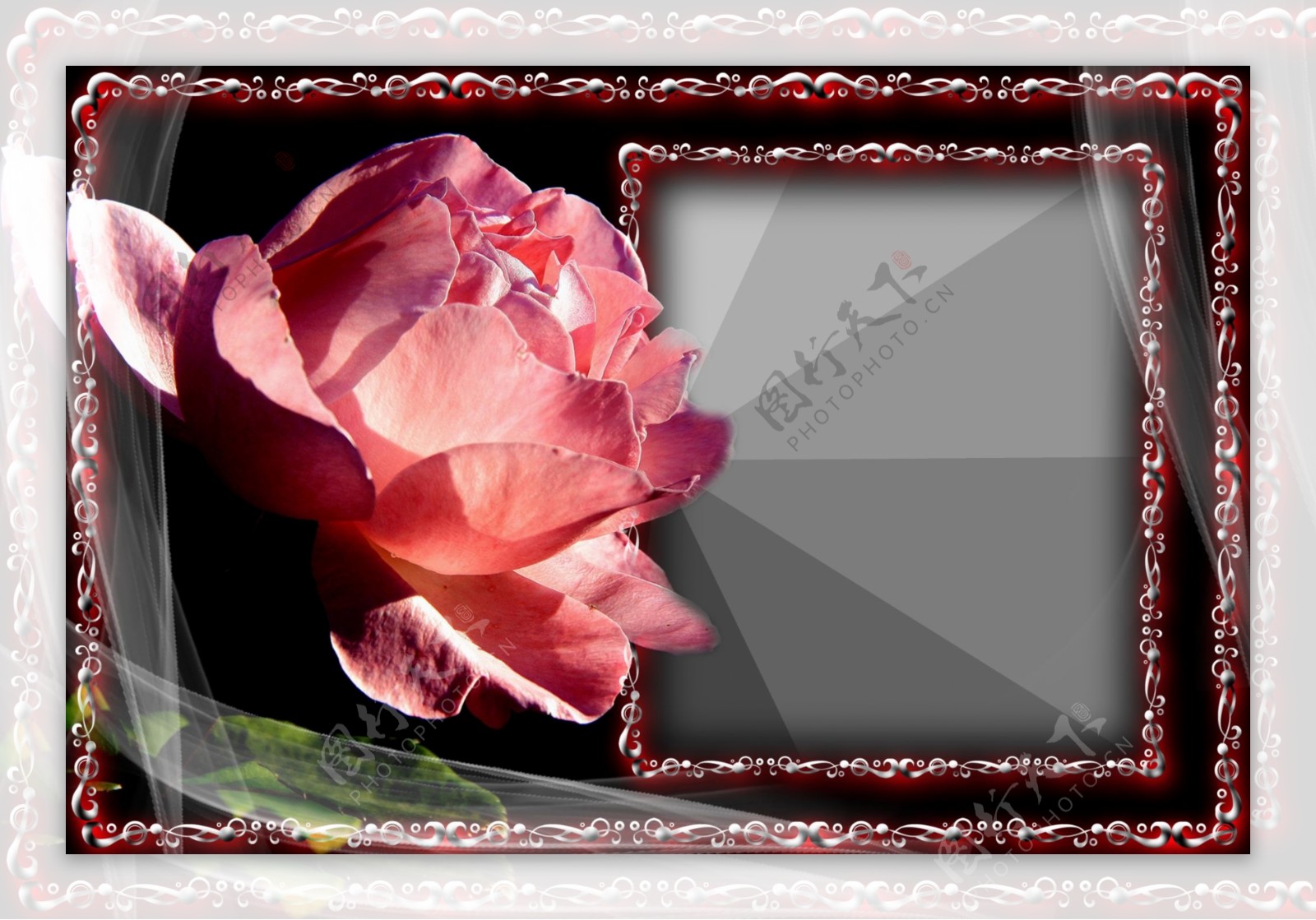 粉红玫瑰图片