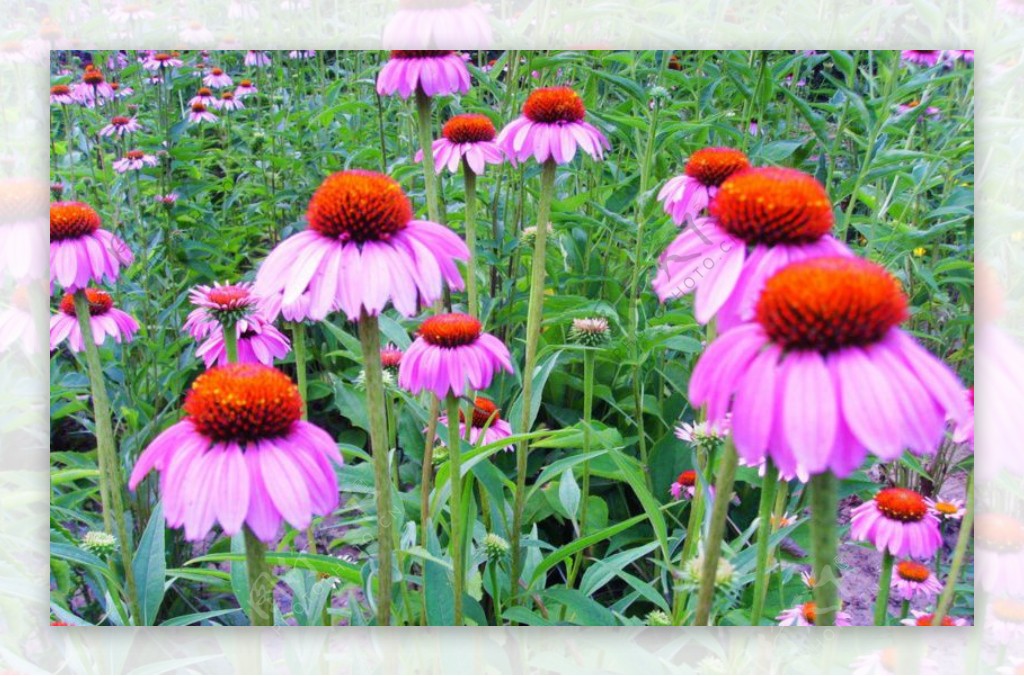位图植物花朵写实花卉野花免费素材