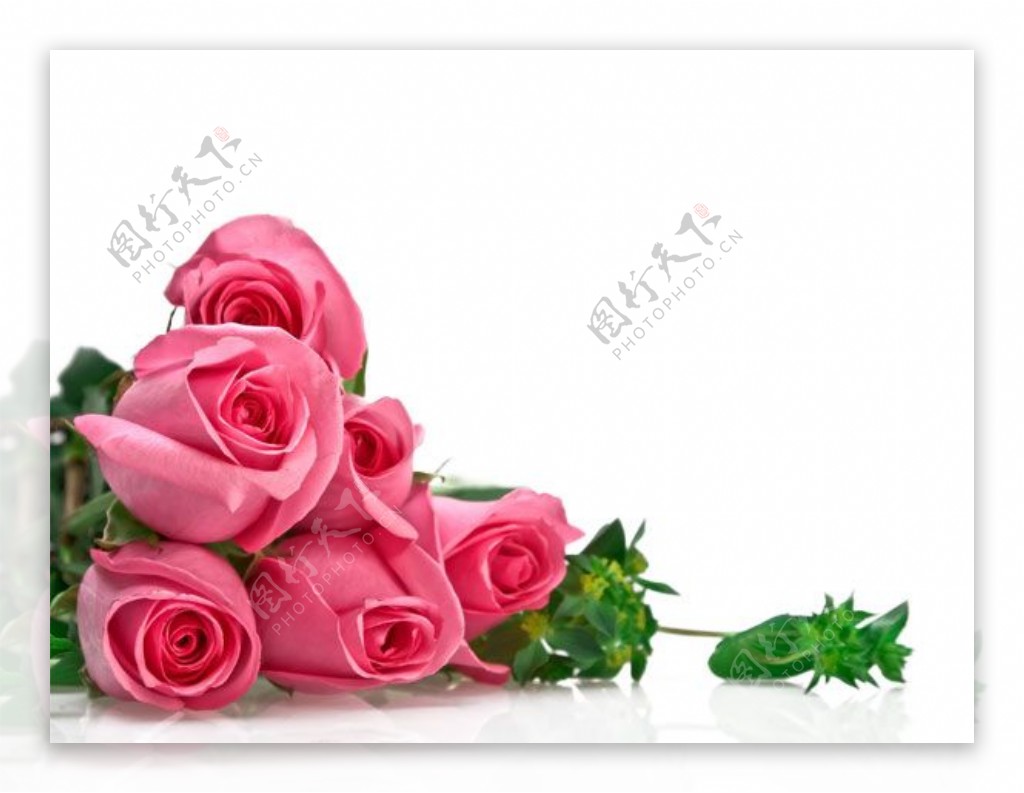 一束粉红色玫瑰花高清图片