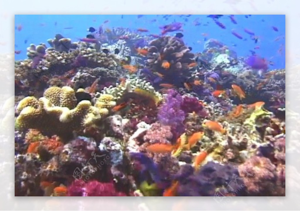 海底世界背景视频素材模板下载