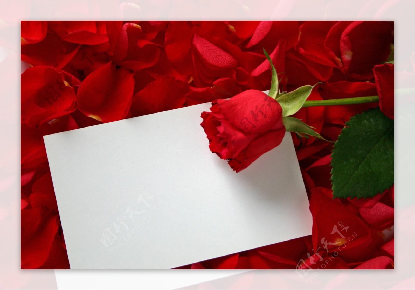 玫瑰花和信纸
