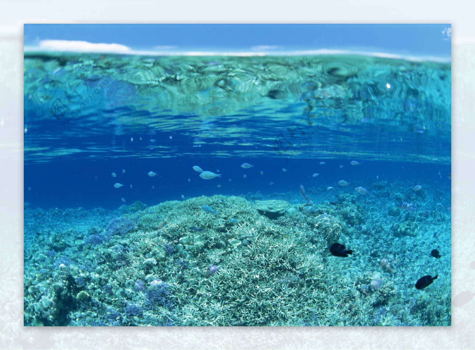大海深海海底珊瑚礁清澈鱼