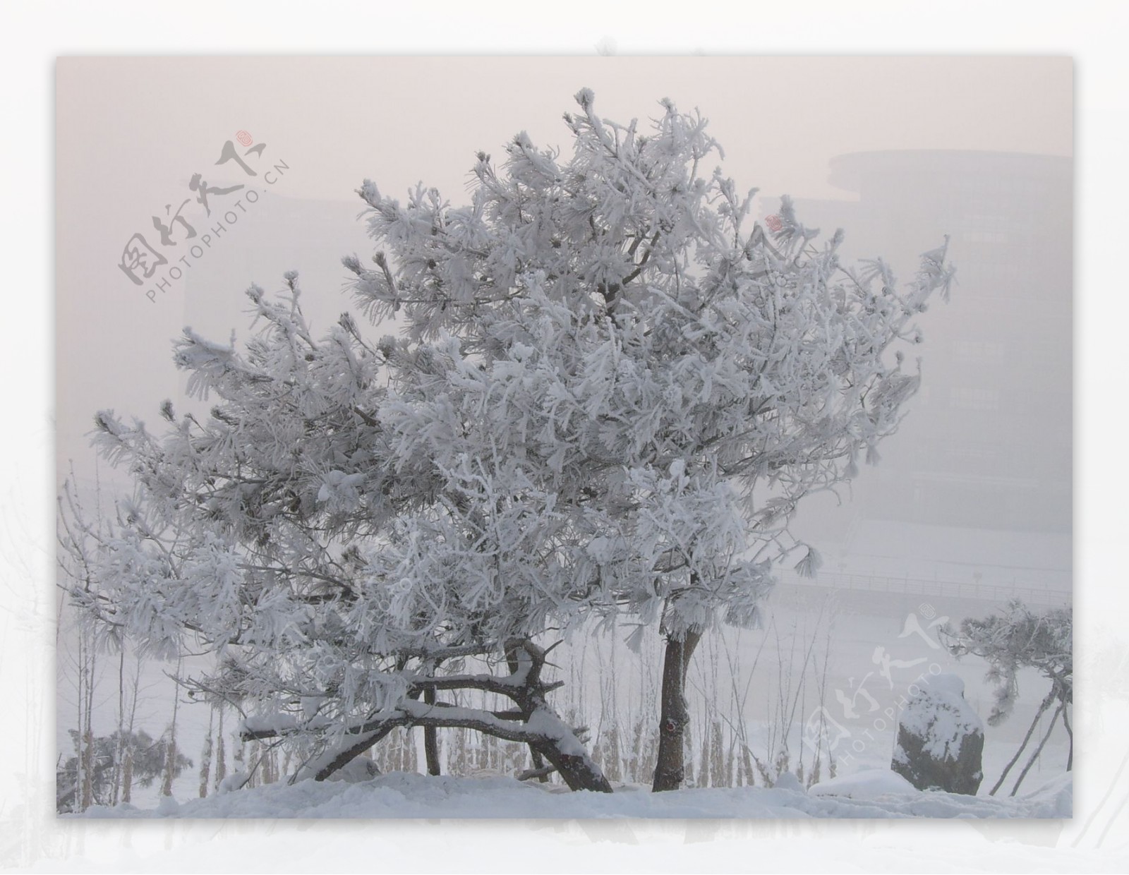 雪景