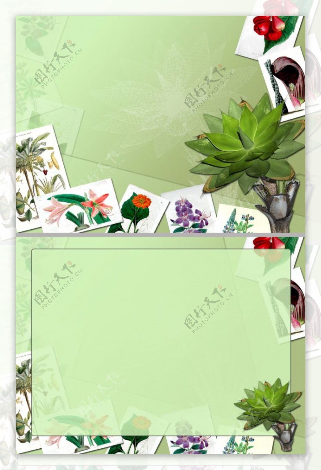 植物照片背景ppt模板