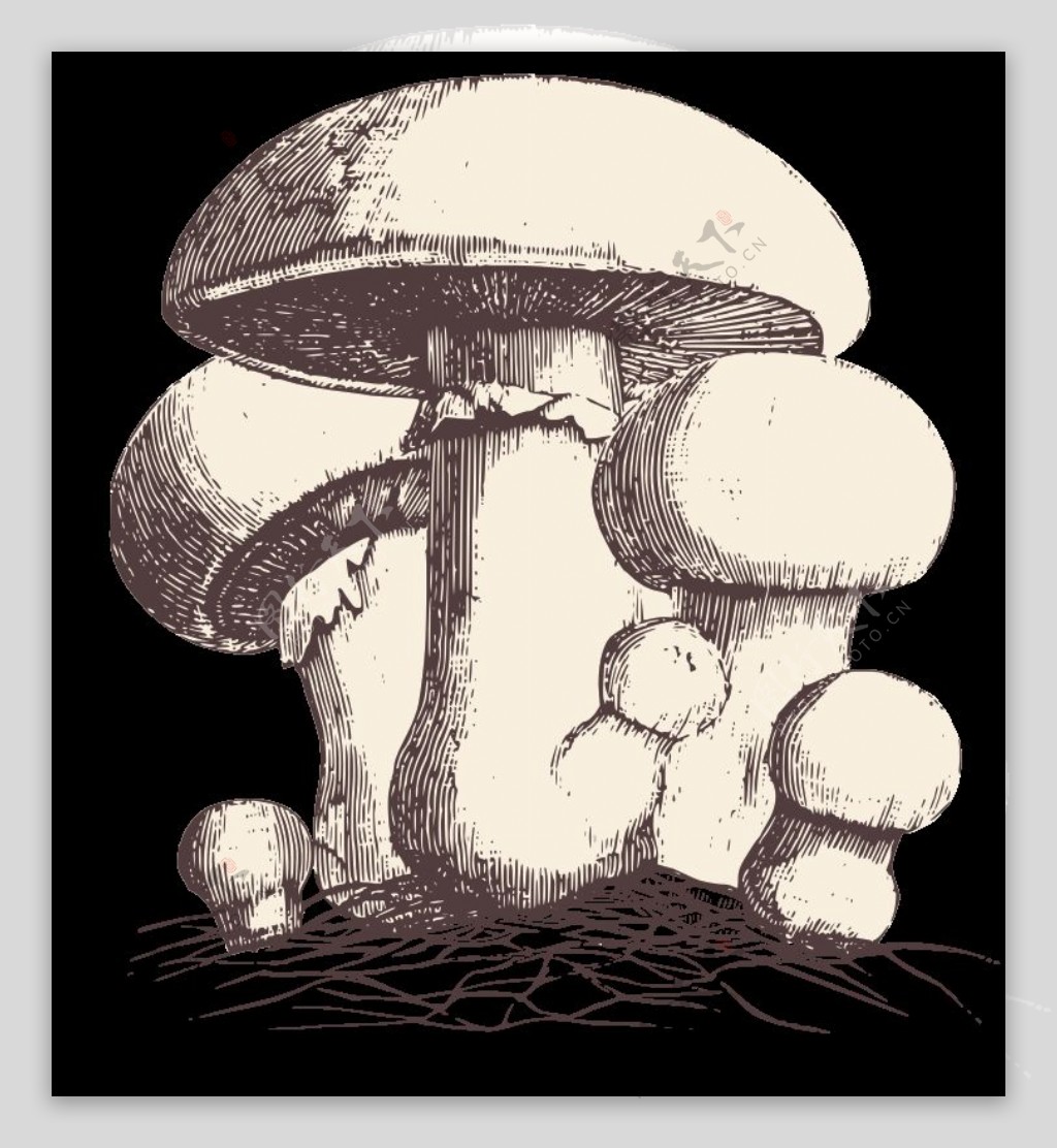 常见的蘑菇