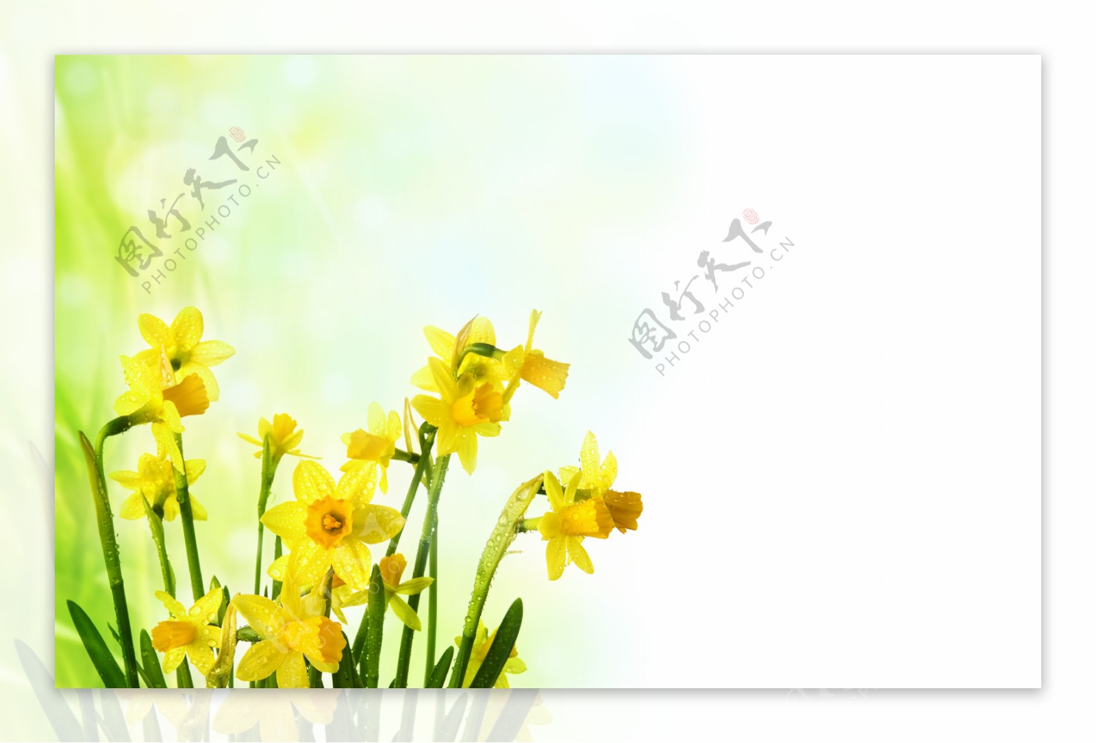 春天的鲜花黄花图片