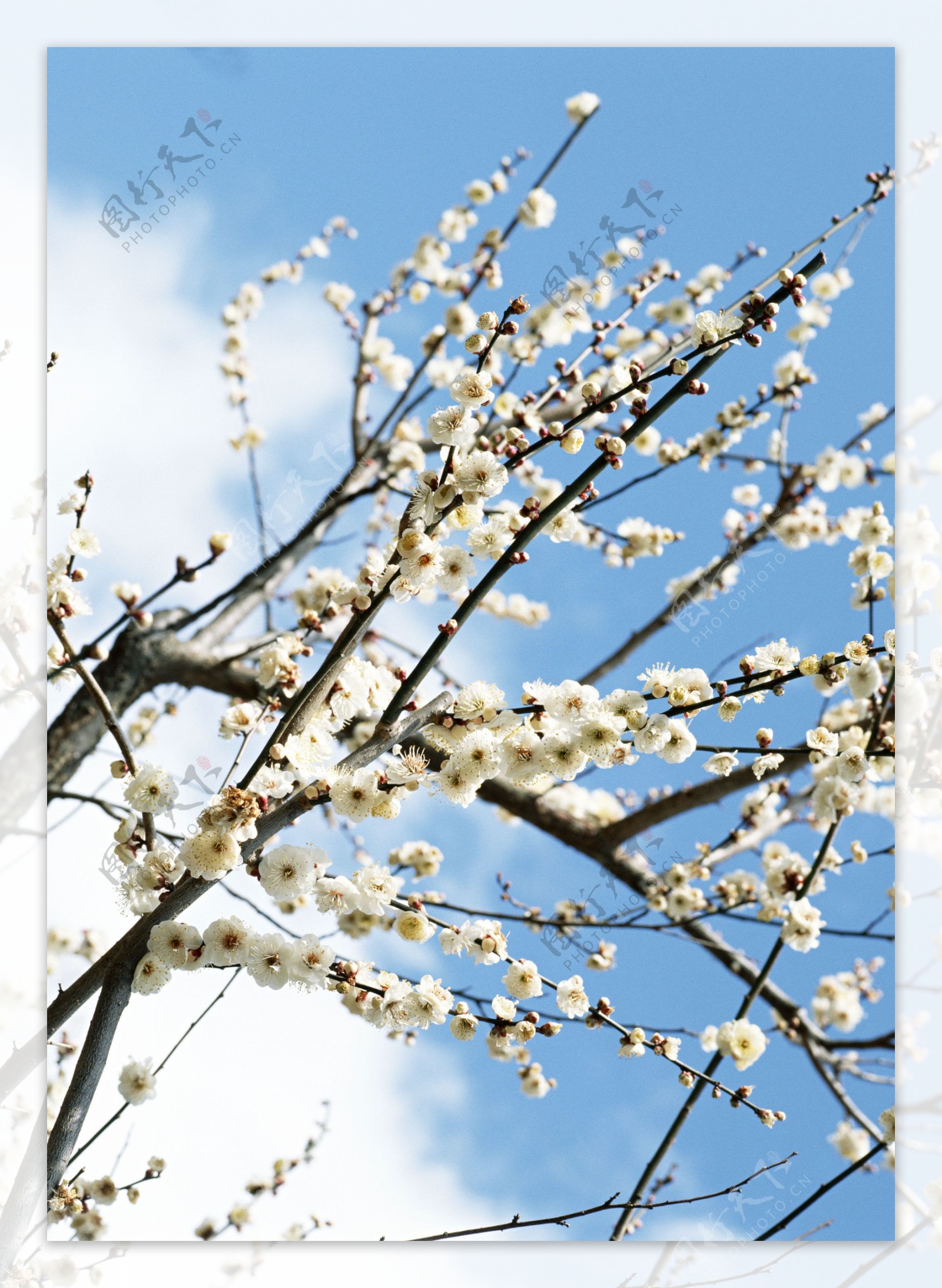 岛国节日风景樱花植物树枝