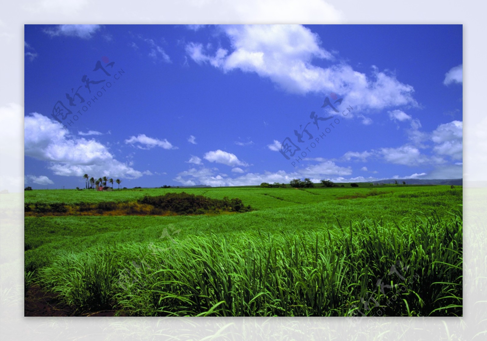 农场牧场房屋草地大自然环境风光风景家畜广告素材大辞典