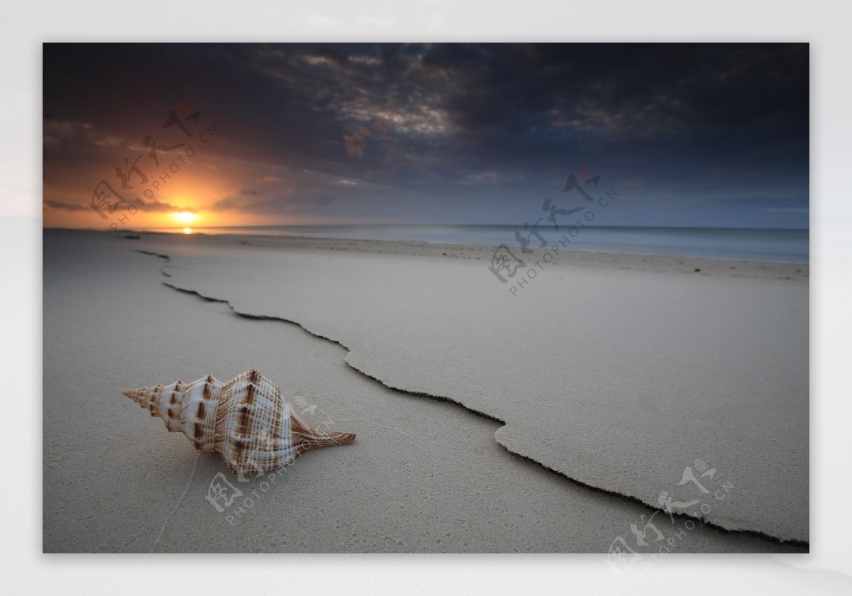 沙滩与贝壳图片