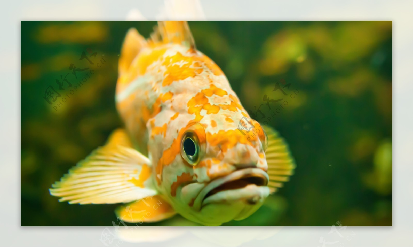 漂亮可爱的海洋黄花鱼图片