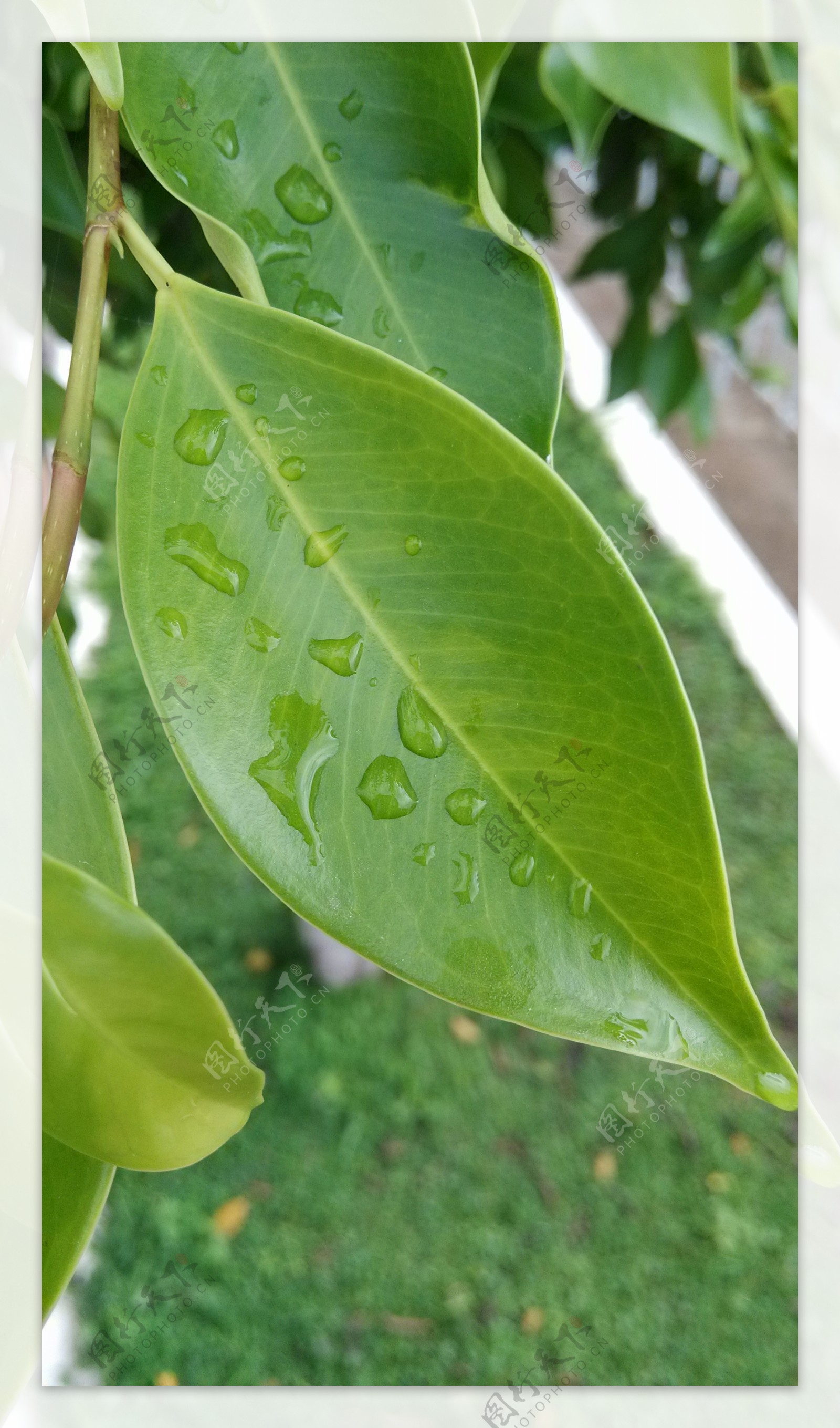 树叶水滴图片