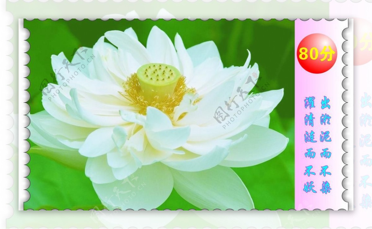 莲花的邮票图片