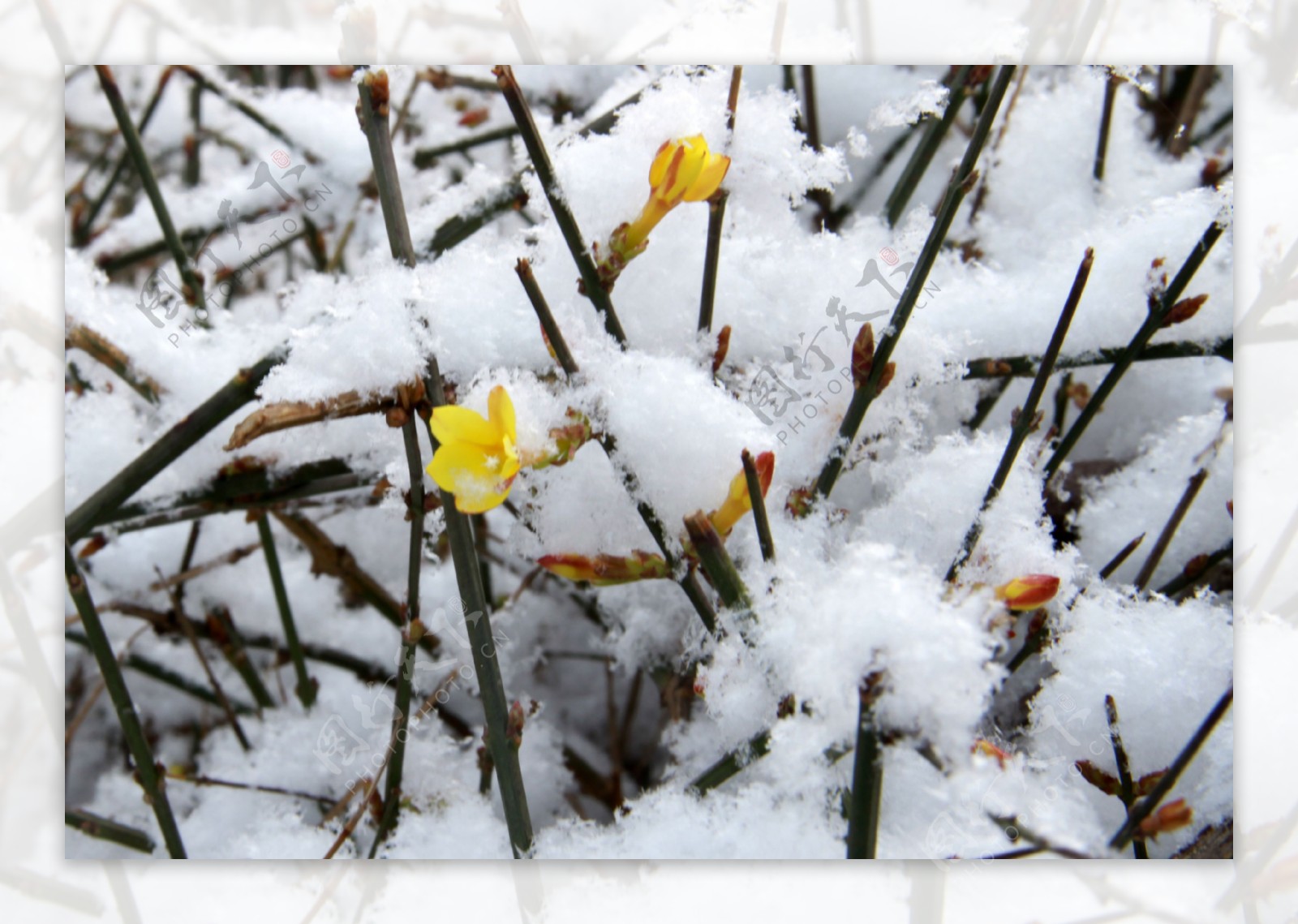 雪中的迎春花图片