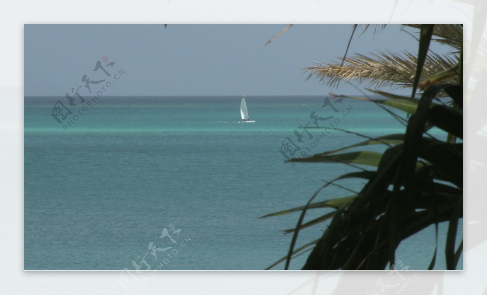 海景框架由棕榈叶4股票的录像