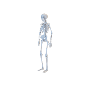 3D人体骨架模型
