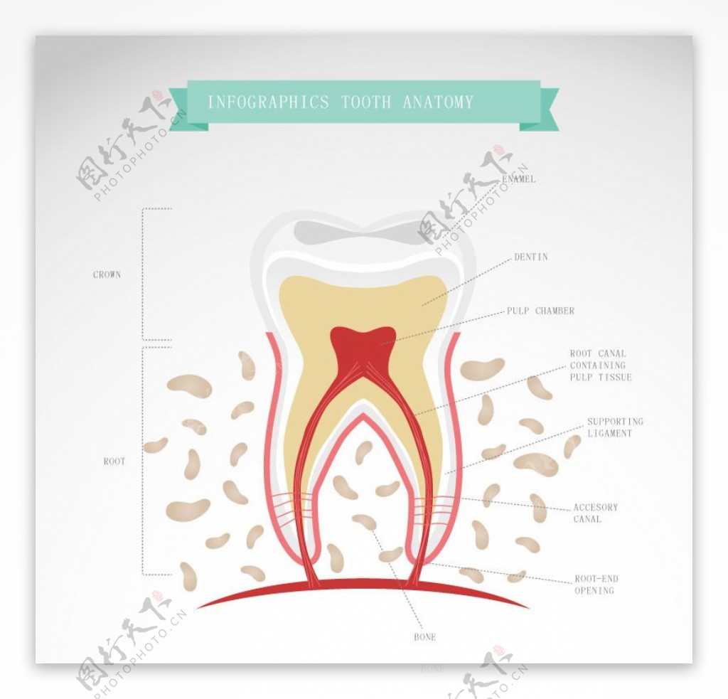 牙齿形态解剖图矢量素材