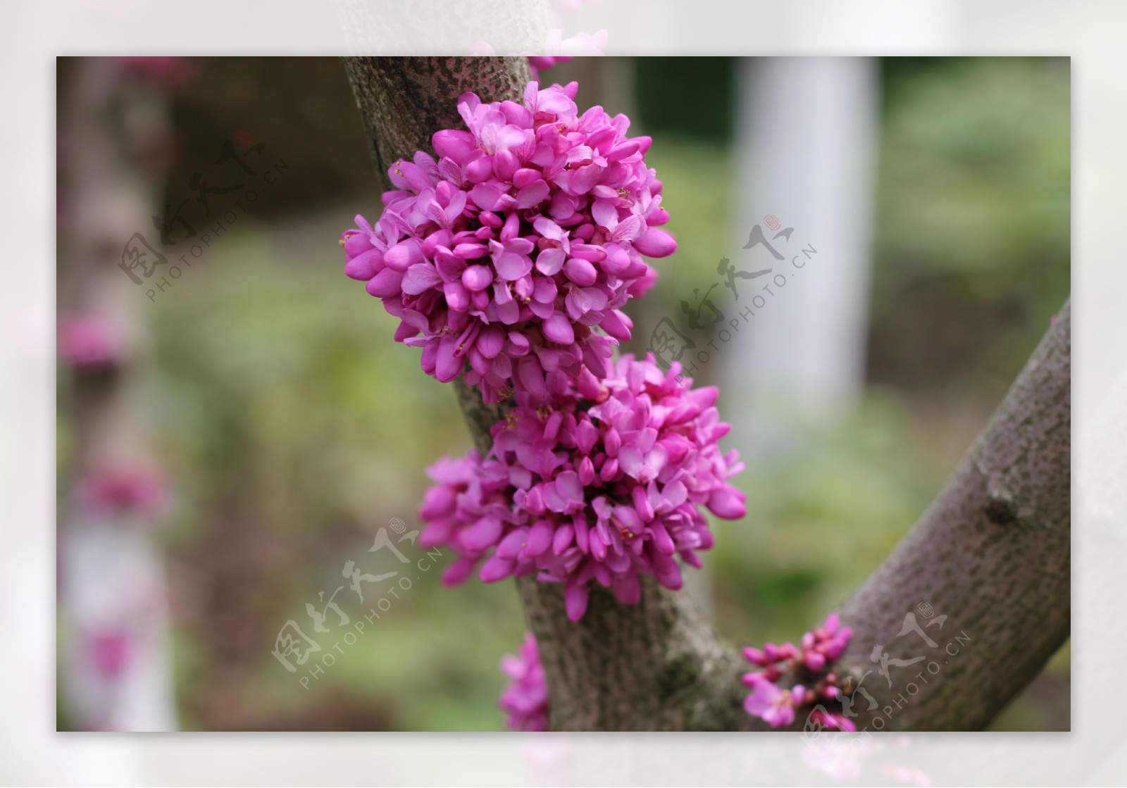 紫荆花图片