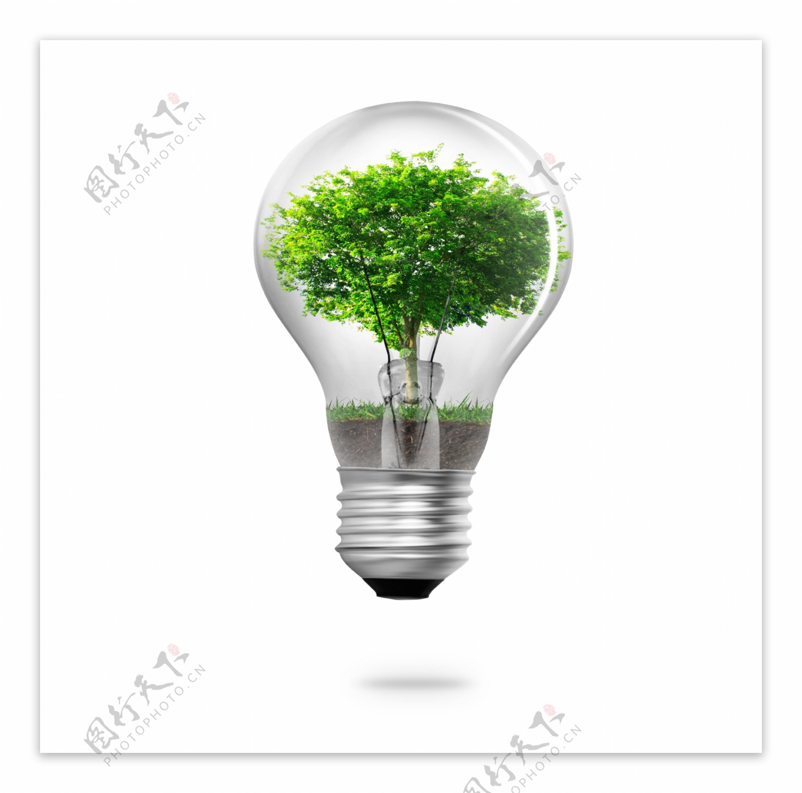 灯泡绿树图片