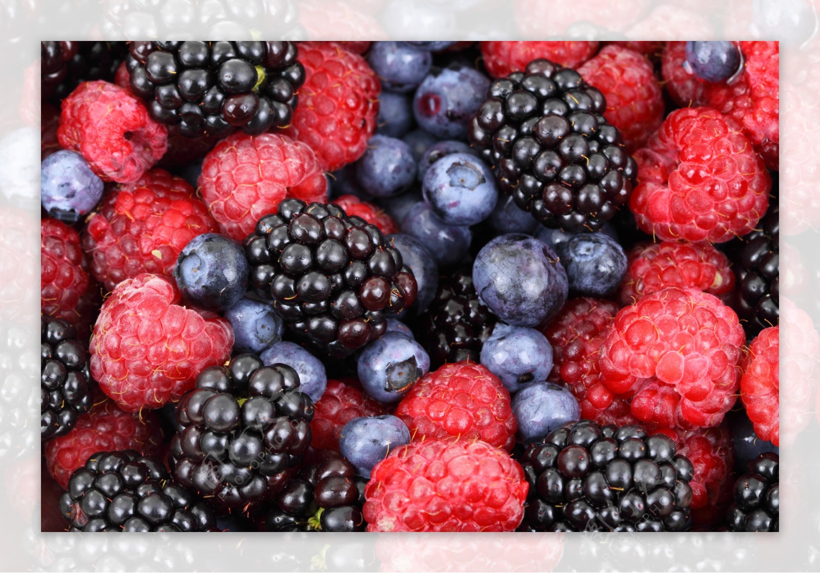 黑莓蓝莓高清图片素材